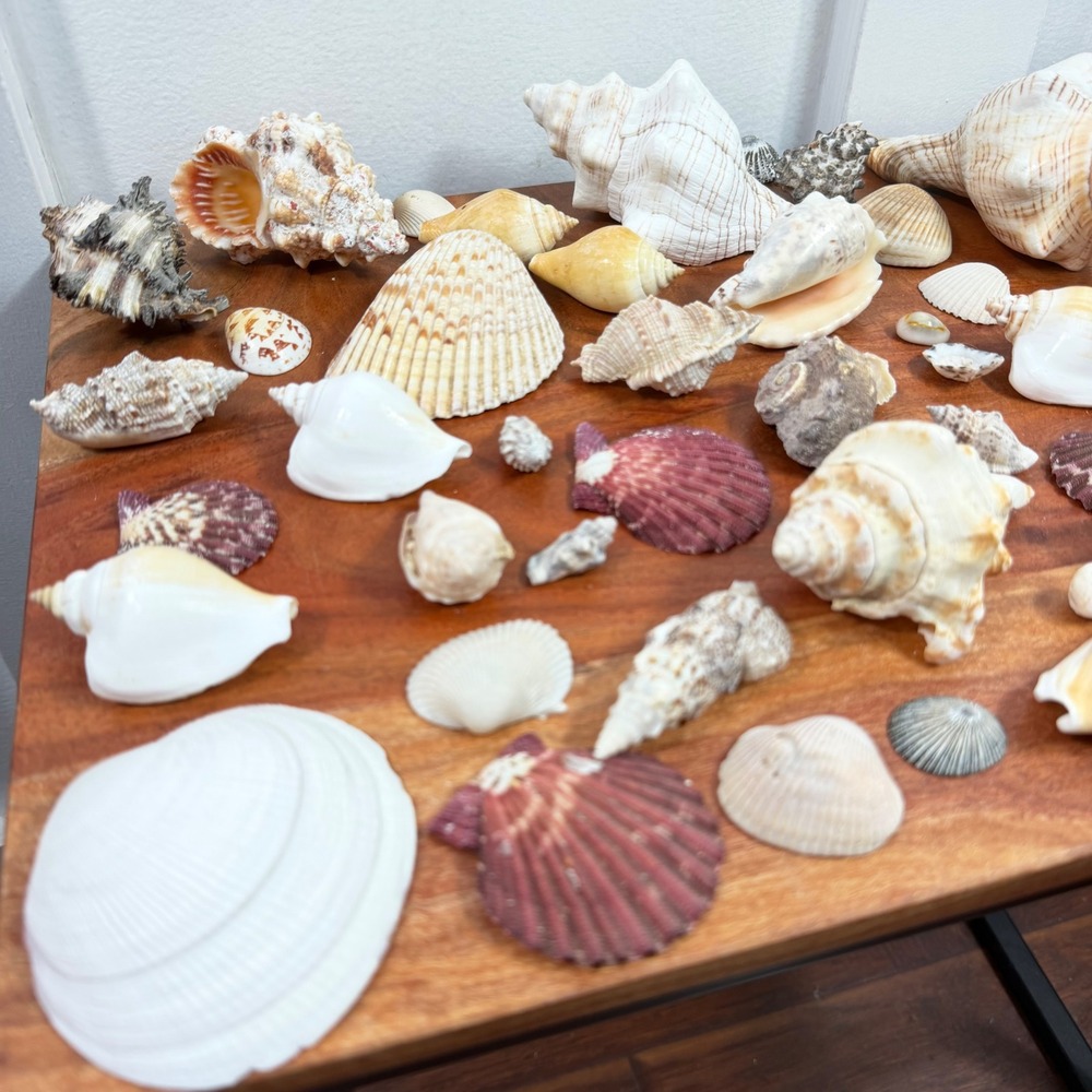Large Assorted Sea Shell Collection Natural Conch Scallop Whelk Beach Decor Lot - Picture 12 of 16